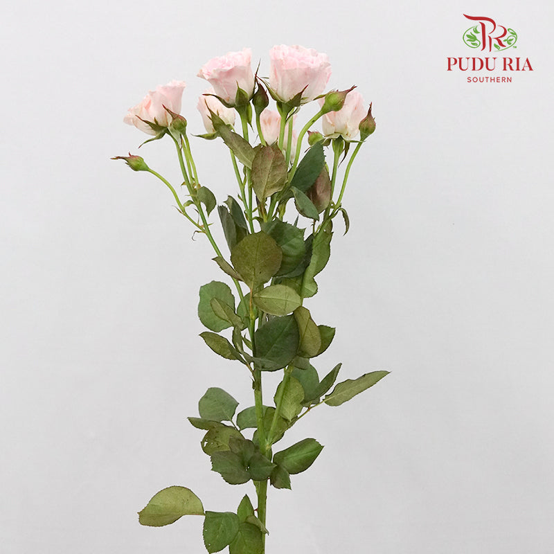 Rose Spray Pink (8-10 Stems) - Pudu Ria Florist Southern