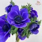 Anemone Hupehensis Purple 银莲花 - (Per Bundle)