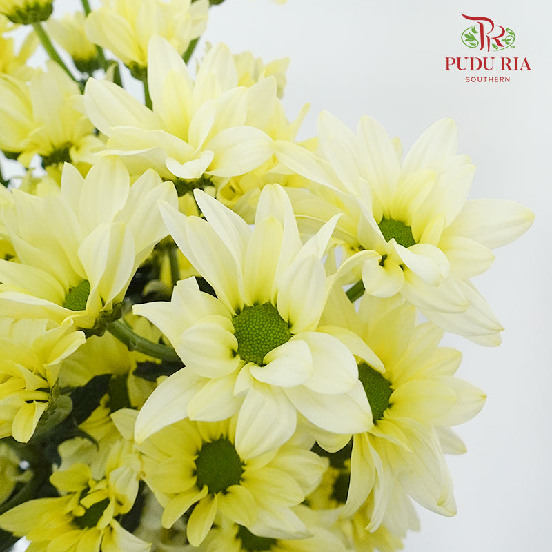 Chrysanthemum Pompom Yellow (10-12 Stems) - Pudu Ria Florist Southern