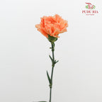 Carnation Eliza Orange 康乃馨 - (18-20 Stems)