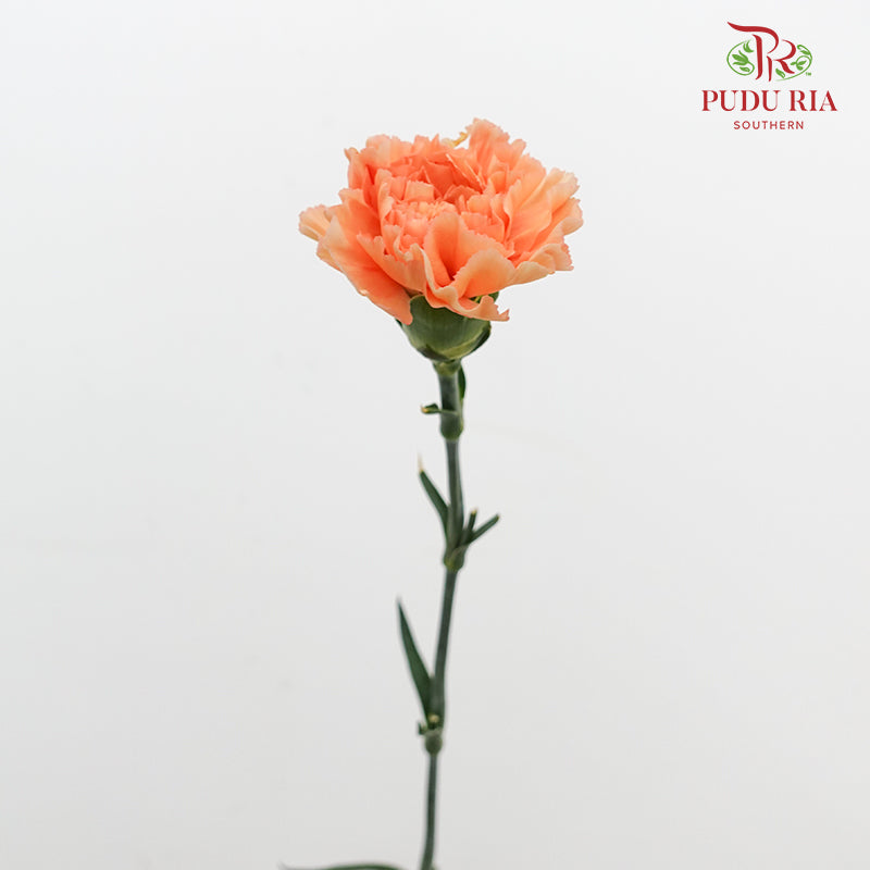 Carnation Eliza Orange 康乃馨 - (18-20 Stems)