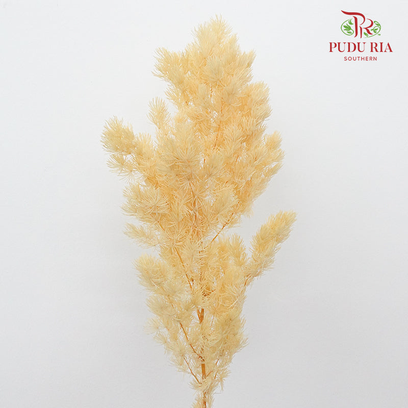 Preservative Asparagus Fern Natural - Pudu Ria Florist Southern