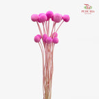 Preservative Craspedia - Pink