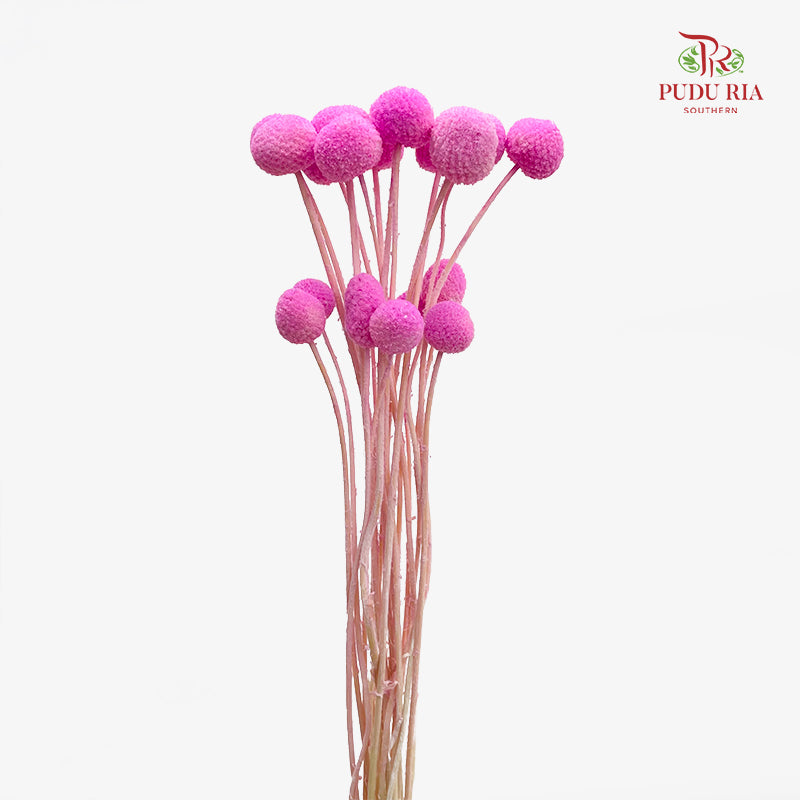 Preservative Craspedia - Pink