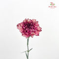 Carnation Princess Maya 玛雅公主康乃馨 - (18-20 Stems)