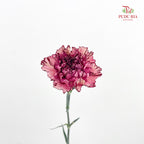 Carnation Princess Maya 玛雅公主康乃馨 - (18-20 Stems)