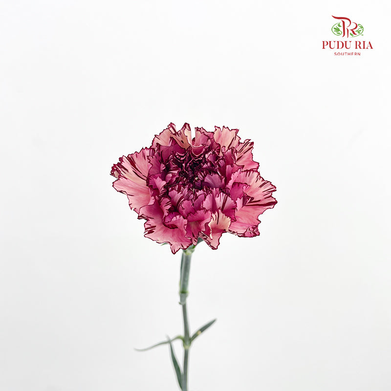 Carnation Princess Maya 玛雅公主康乃馨 - (18-20 Stems)