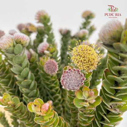 Buxifolia - (Per Bundle)