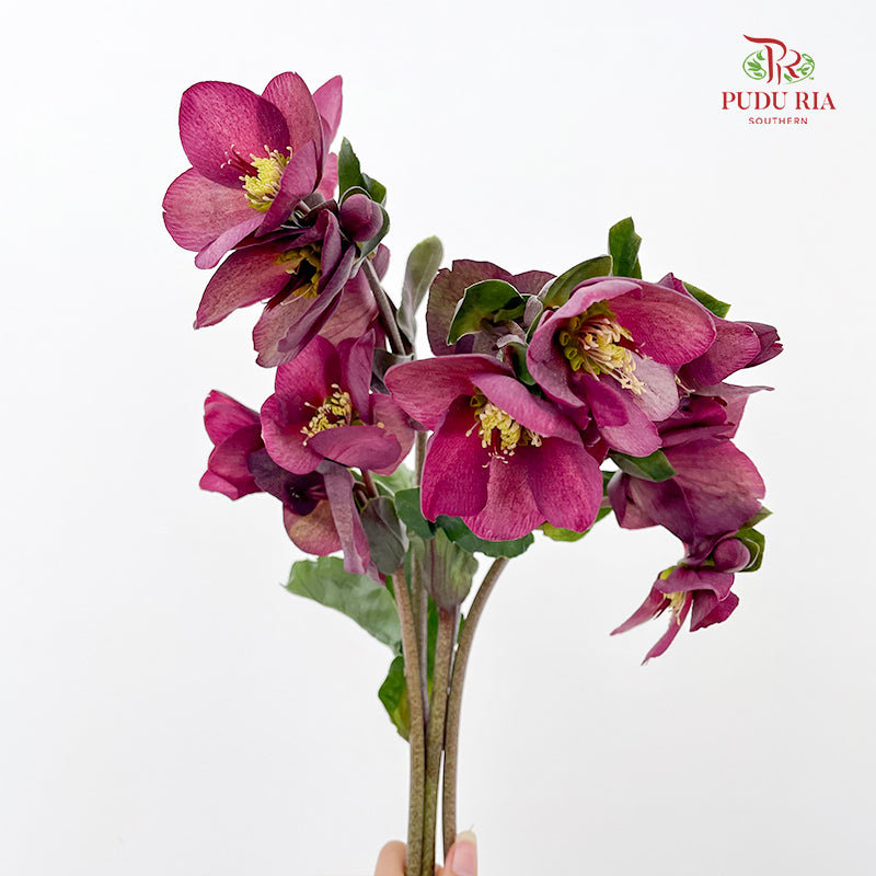 Helleborus Red - (Per Bundle)