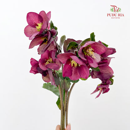Helleborus Red - (Per Bundle)