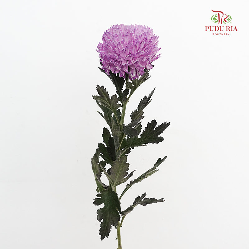 Peony Chrysanthemum Dyed Purple 牡丹菊 - (5 Stems)