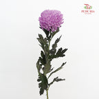 Peony Chrysanthemum Dyed Purple 牡丹菊 - (5 Stems)