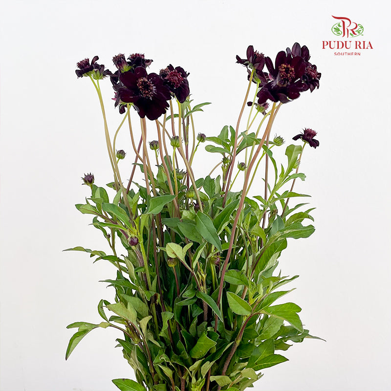 Cosmos Atrosanguineus - (Per Bundle)