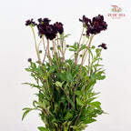 Cosmos Atrosanguineus - (Per Bundle)