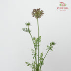 Daucus Carota - Pudu Ria Florist Southern