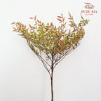 Nandina Domestic - Pudu Ria Florist Southern