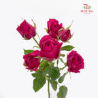 Rose Spray Quncy - (8-10 Stems)