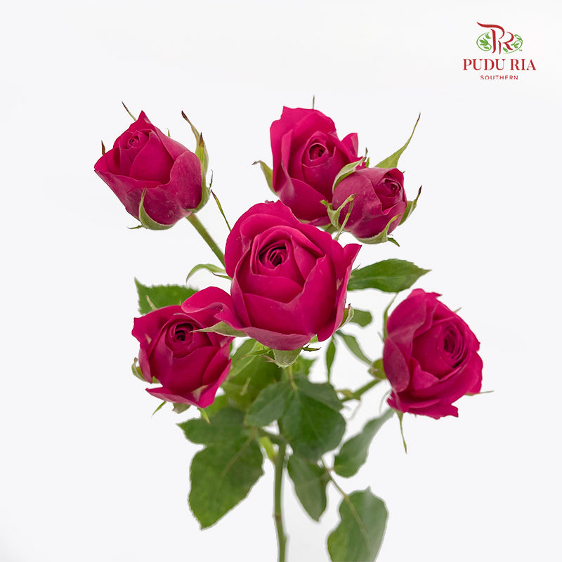 Rose Spray Quncy - (8-10 Stems)