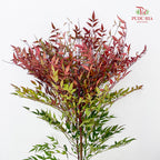 Nandina Domestic Red - (Per Bundle)