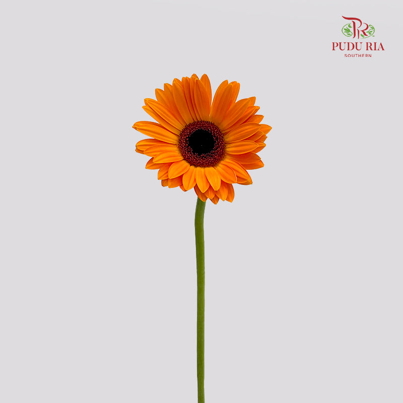 Gerbera Orange 非洲菊 - (8-10 Stems)