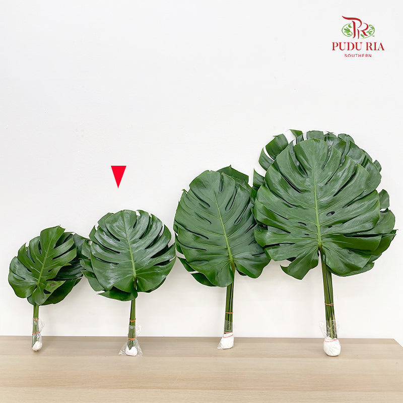 Monstera (M) - (5 Stems)