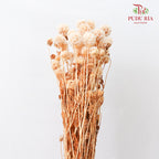 Preservative Scabiosa Natural