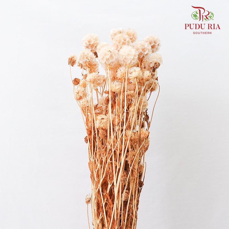 Preservative Scabiosa Natural