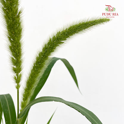 Cattail 香蒲 - (Per Bundle)