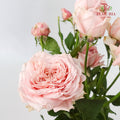 Rose Spray premium Soft Pink (8-10 Stems) - Pudu Ria Florist Southern