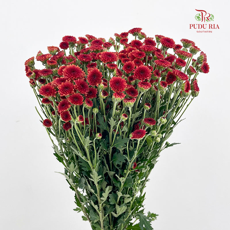 Chrysanthemum Santini / Calimero Mini Button Red