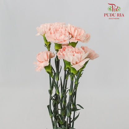 Carnation Peach (8-10 Stems) - Pudu Ria Florist Southern