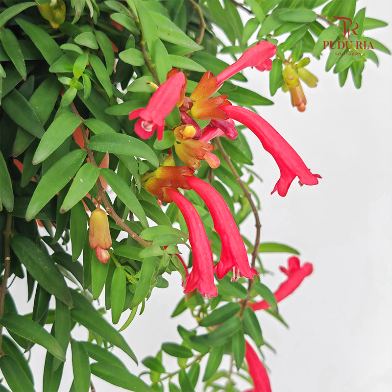 Aeschynanthus Japhrolepis (Mini Lipstick)