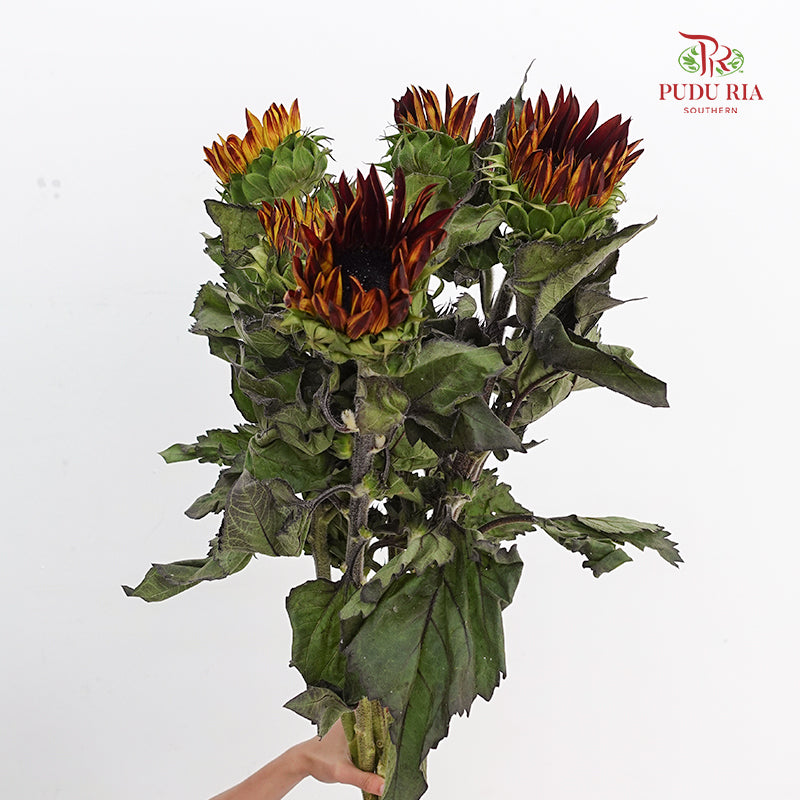 Chocolate Cherry Sunflower 巧克力樱桃向日葵 - (5 Stems)