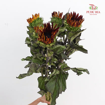 Chocolate Cherry Sunflower - (5 Stems)
