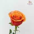 Rose Yellow / Peach (19-20 Stems) - Pudu Ria Florist Southern