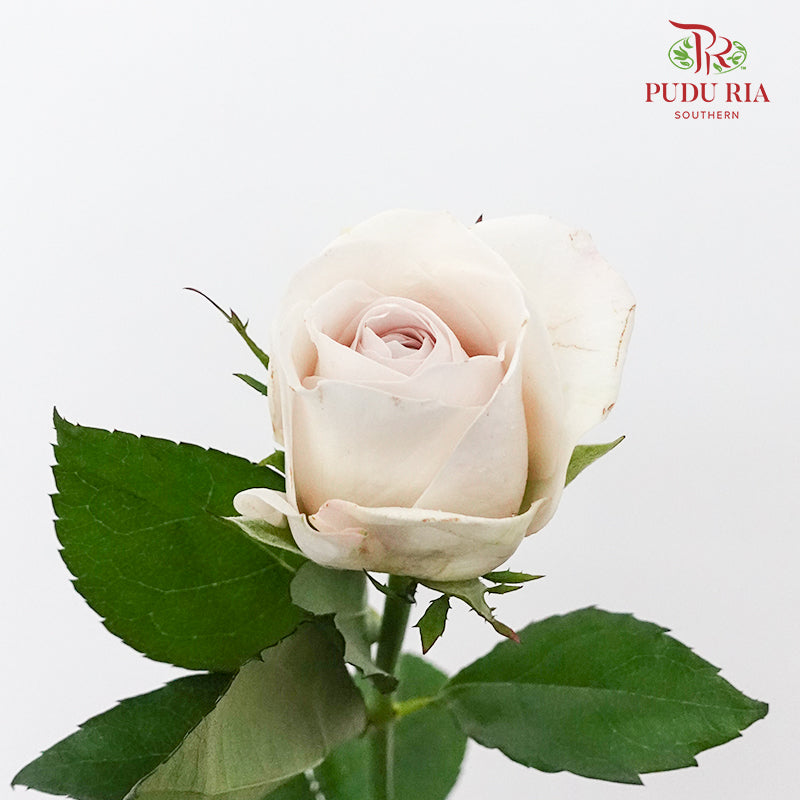 Rose Silver Slip (8-10 Stems) - Pudu Ria Florist Southern