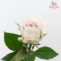 Rose Silver Slip (8-10 Stems) - Pudu Ria Florist Southern