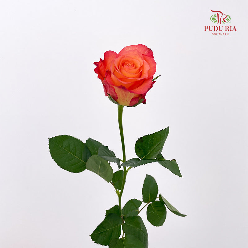 Rose Golden Light - (8-10 Stems)