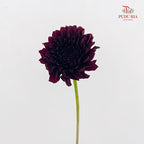 Dahlia Red - (Per Bundle)