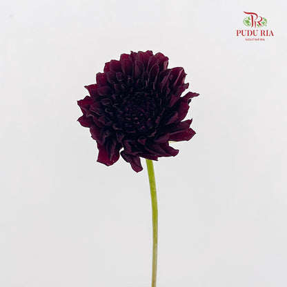 Dahlia Dark Red - (5 Stems)