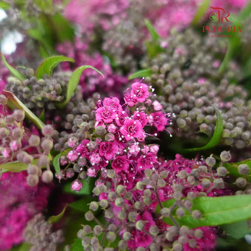 Spiraea Wild - Pudu Ria Florist Southern