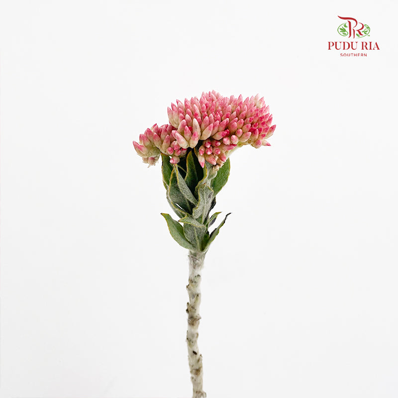 Syncarpha Milleflorum - (Per Bundle)