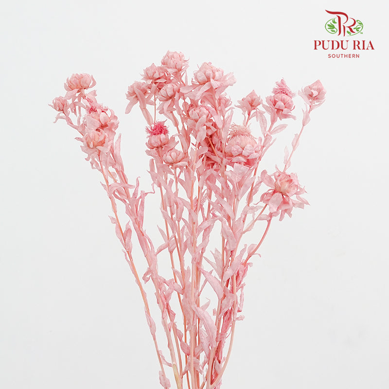 Dry Safflower - Pink