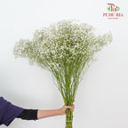 Baby's Breath White ( Big Bunch ) - Pudu Ria Florist Southern