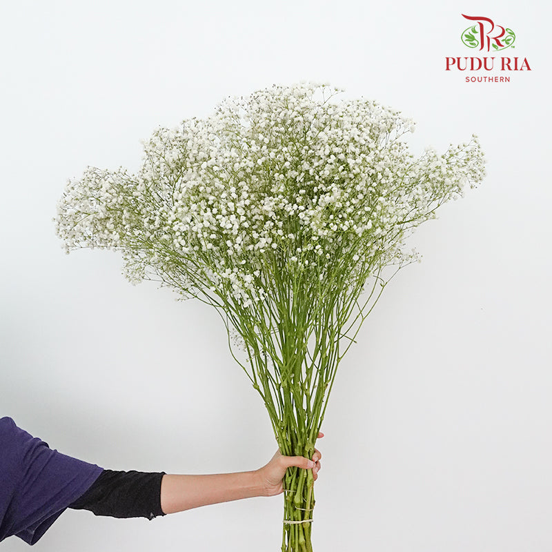 Baby's Breath White ( Big Bunch ) - Pudu Ria Florist Southern