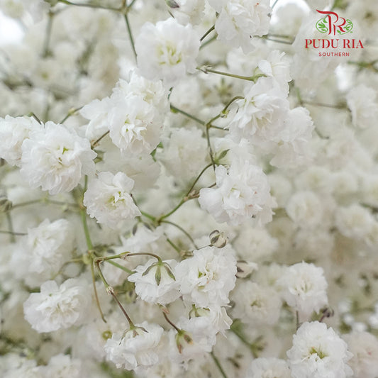 Baby's Breath White ( Big Bunch ) - Pudu Ria Florist Southern