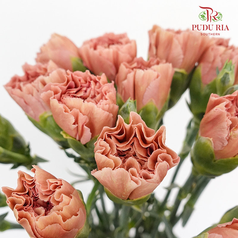 Carnation St Love Of Cuba (18-20 Stems) - Pudu Ria Florist Southern