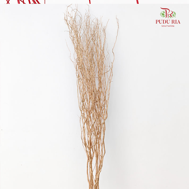 龙柳 Salix Gold - 10 Stems