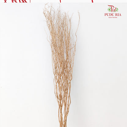 龙柳 Salix Gold - 10 Stems