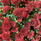 Chrysanthemum Pom-Pom 150P 菊花 2025